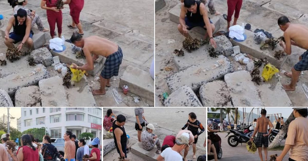 Khánh Hòa: Xác minh nhóm du khách bẻ san hô ở Hòn Chồng, có thể bị phạt đến 100 triệu đồng